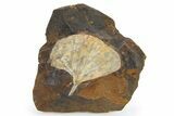 Paleocene Fossil Ginkgo Leaf - North Dakota #290795-1